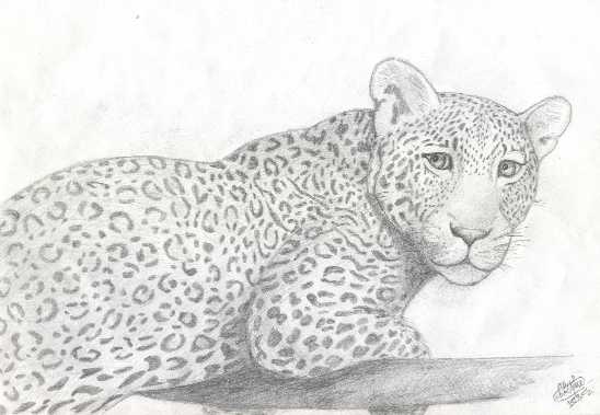 leopard.jpg (24324 bytes)